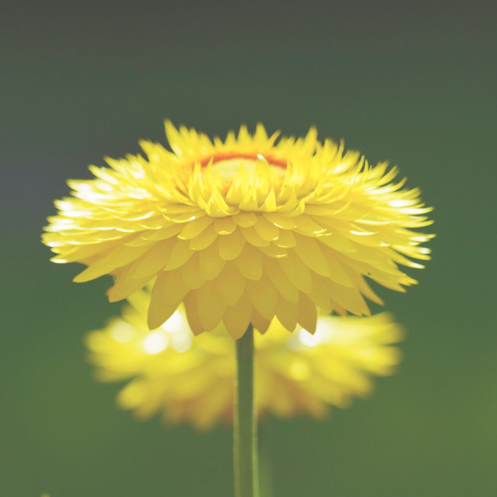 Helichrysum Flower