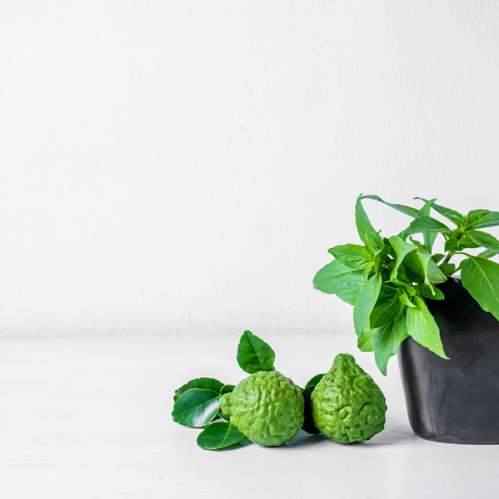 Bergamot & Basil Essential Oil Benefits