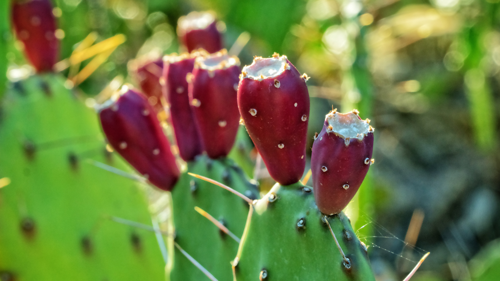 PRICKLY PEAR OIL: THE OIL YOUR SKIN WILL WORSHIP