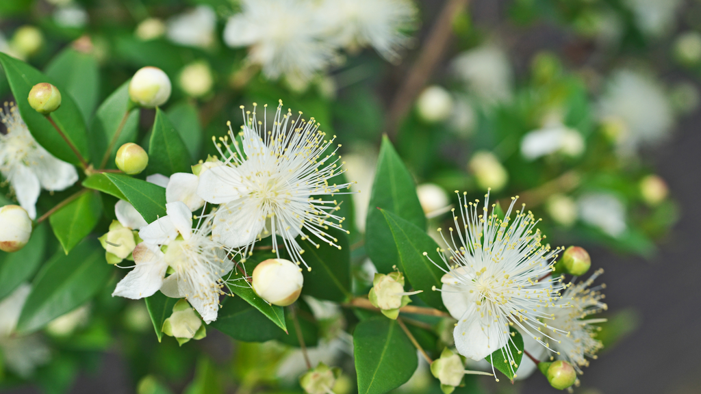 Green Myrtle Hydrosol: A Natural Treatment For Itchy, Watery Eyes