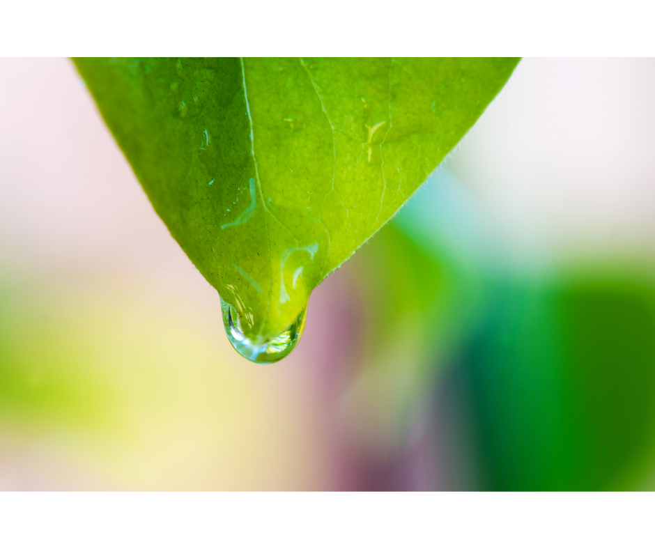 leaf with water drop symbolizing therapeutic plant waters
