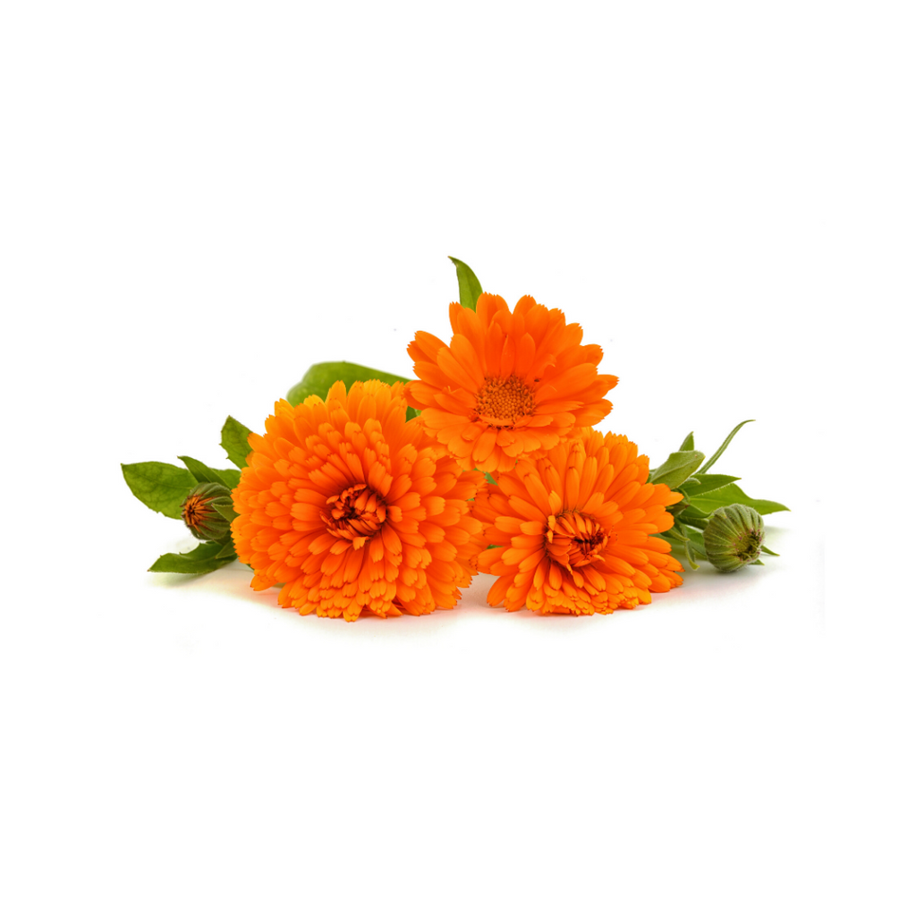 Calendula Flowers (Also Known As Calendula Officinalis) In Skin Care