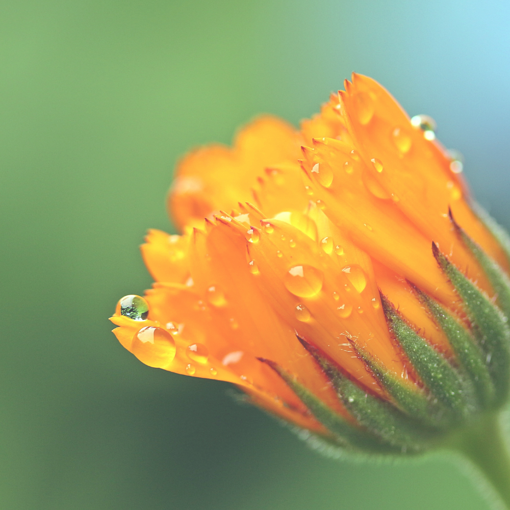 Calendula (Marigold) Hydrosol: Skin Benefits, Healing Properties and Spiritual Meaning